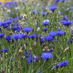 Meet your Posher, Ellerie